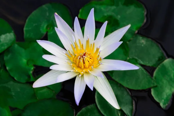 Ninfa de loto blanco 'Daubenyana' — Foto de Stock