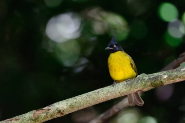 Bilimsel adı: Pycnonotus flaviventris, Aile: Bulbuls Pycn