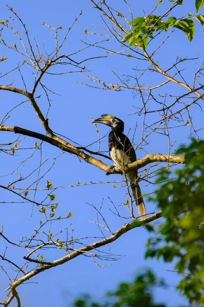 Pied Hornbill orientalny (Anthracoceros albirostris)) — Zdjęcie stockowe