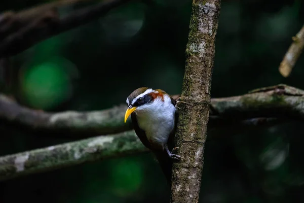 Scimitar Babbler de faces brancas — Fotografia de Stock