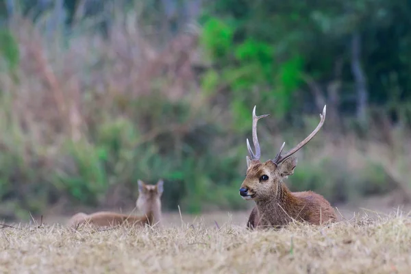 Sambar Deer. — Stock Photo, Image