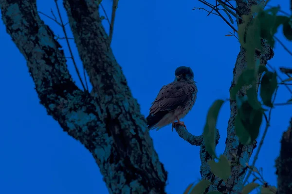 Cestrel común (Falco tinnunculus ) —  Fotos de Stock