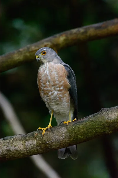 Shikra, Accipiter badius — Stock Fotó