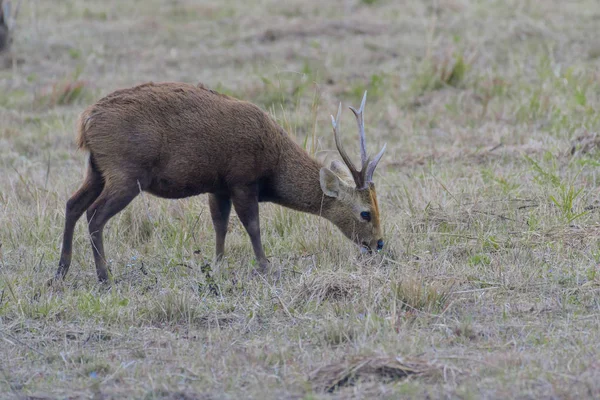 Sambar Deer. — Φωτογραφία Αρχείου