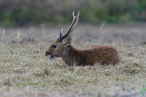 Sambar hjort. — Stockfoto