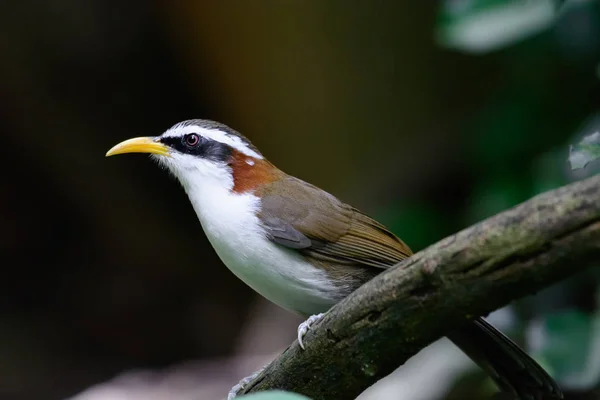 Cimitarra ceja blanca Babbler — Foto de Stock