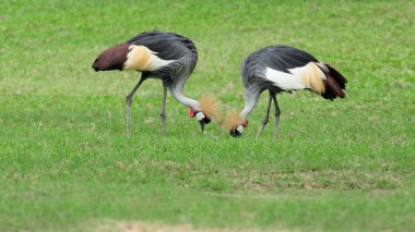 Siyah Taç Turna (Balearica pavonina)