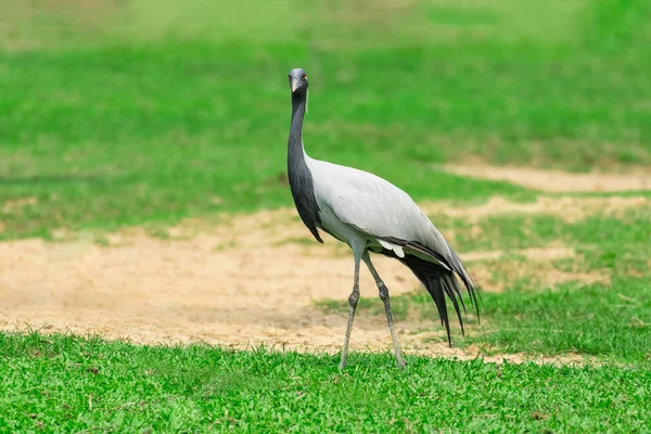 Jufferkraanvogel (anthropoides virgo) — Stockfoto