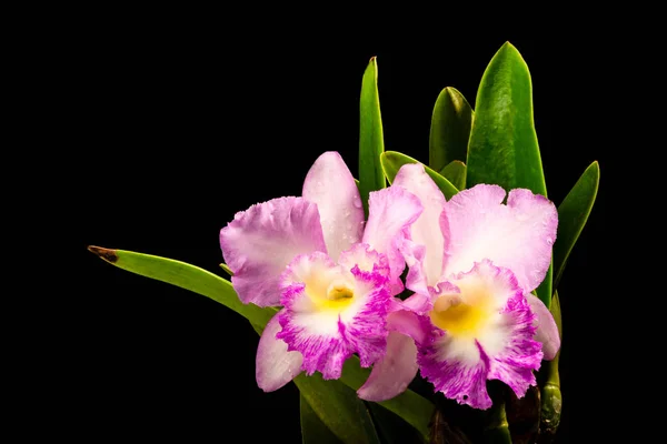 Flor de orquídea roxa isolada de perto . — Fotografia de Stock