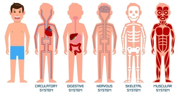 Πέντε συστήματα ανθρώπινου σώματος. Εικονογράφηση διανύσματος. — Διανυσματικό Αρχείο