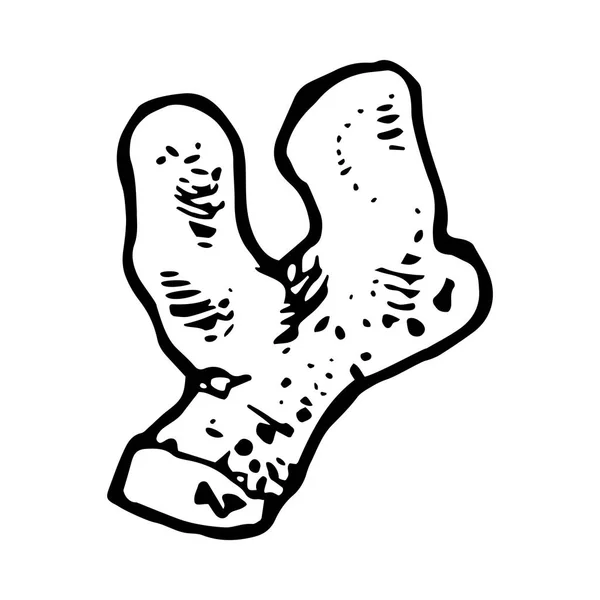 Radice di zenzero disegnata a mano — Vettoriale Stock