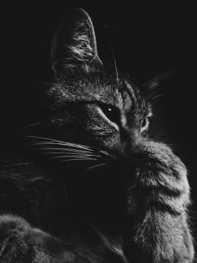 sevimli spripped kedi 