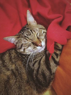 sevimli spripped kedi 