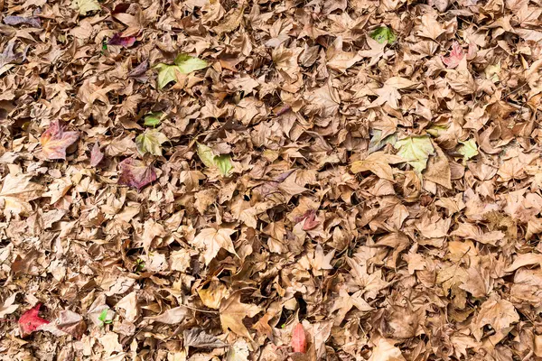 Autumn Background, leaves — Stock Photo, Image