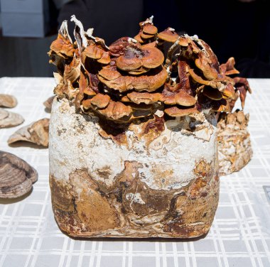 Ganoderma Reishi mantar