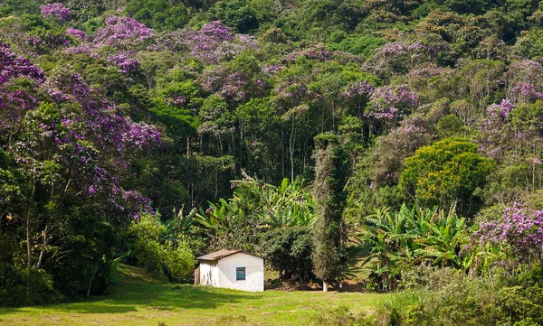 Atlantic Forest, Brazylia — Zdjęcie stockowe