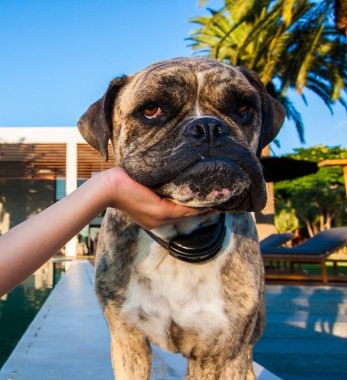 Bulldog Brindle sıkılmış