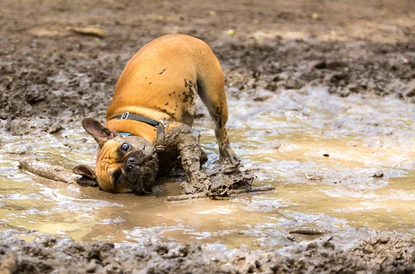 French Bulldog having fun — Stock Photo, Image