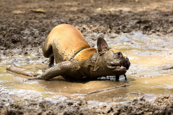 French Bulldog  in a mud puddle — Stock Photo, Image