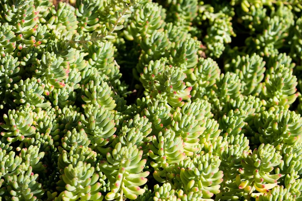 Verme verde Grama — Fotografia de Stock