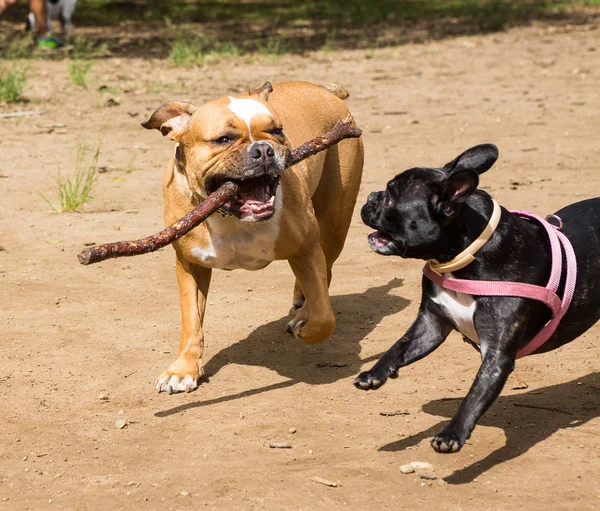 Anjing boxer Inggris dan bullgog Perancis — Stok Foto