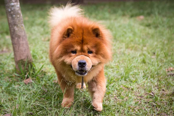 Chow Chow Puppy — Stock Photo, Image
