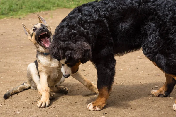 Bernese dağ köpeği ve Alman çoban köpek yavrusu — Stok fotoğraf