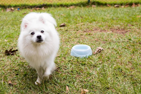 American Eskimo Dog — Stock Photo, Image