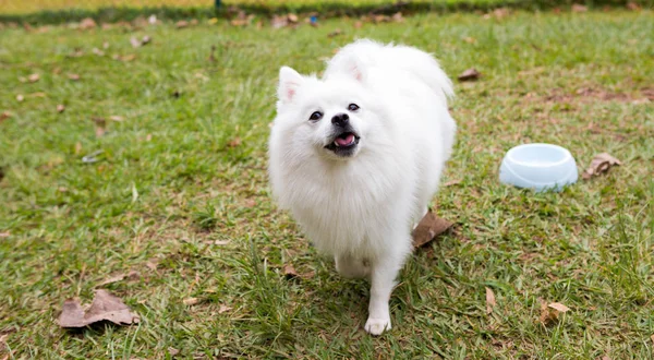 Amerikan Eskimo Köpek