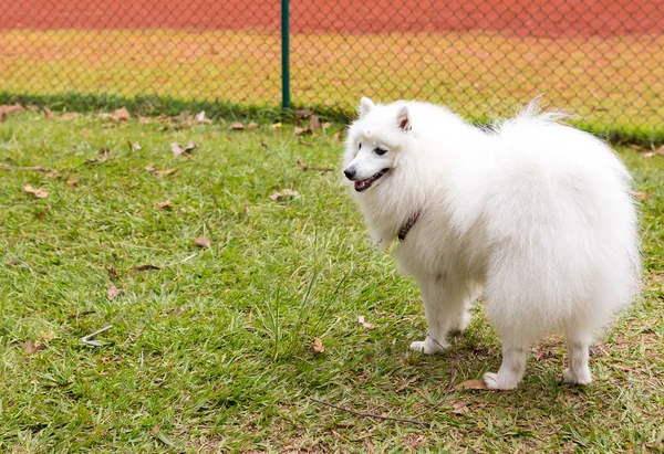 アメリカのエスキモー犬 — ストック写真