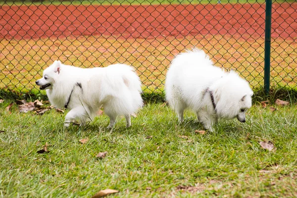 2 つのアメリカのエスキモー犬 — ストック写真