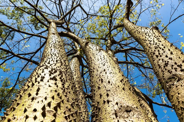 Hura crepitans, tree of thorns — Stock Photo, Image