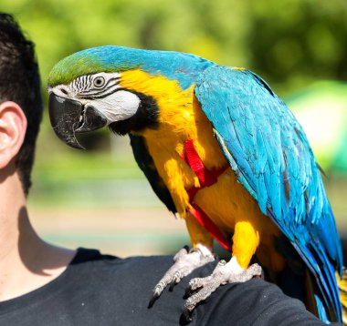 Evde beslenen hayvan onun Amerika papağanı ile Brezilyalı adam 
