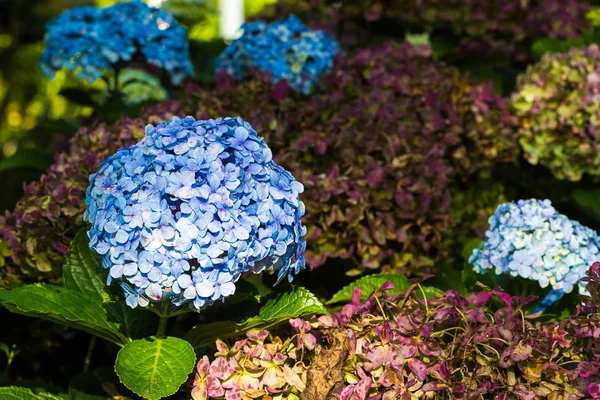 Kartopu macrophyllum lanatus