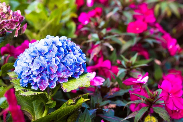 Hydrangea macrophylla, Japonya