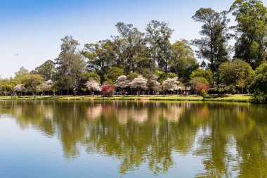 Göl Ibirapuera Park, Sao Paulo.