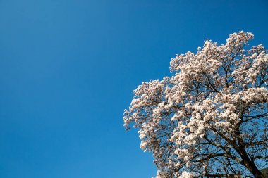 Tabebuia roseo-alba, beyaz IPE