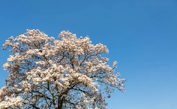 Tabebuia roseo-alba, beyaz IPE