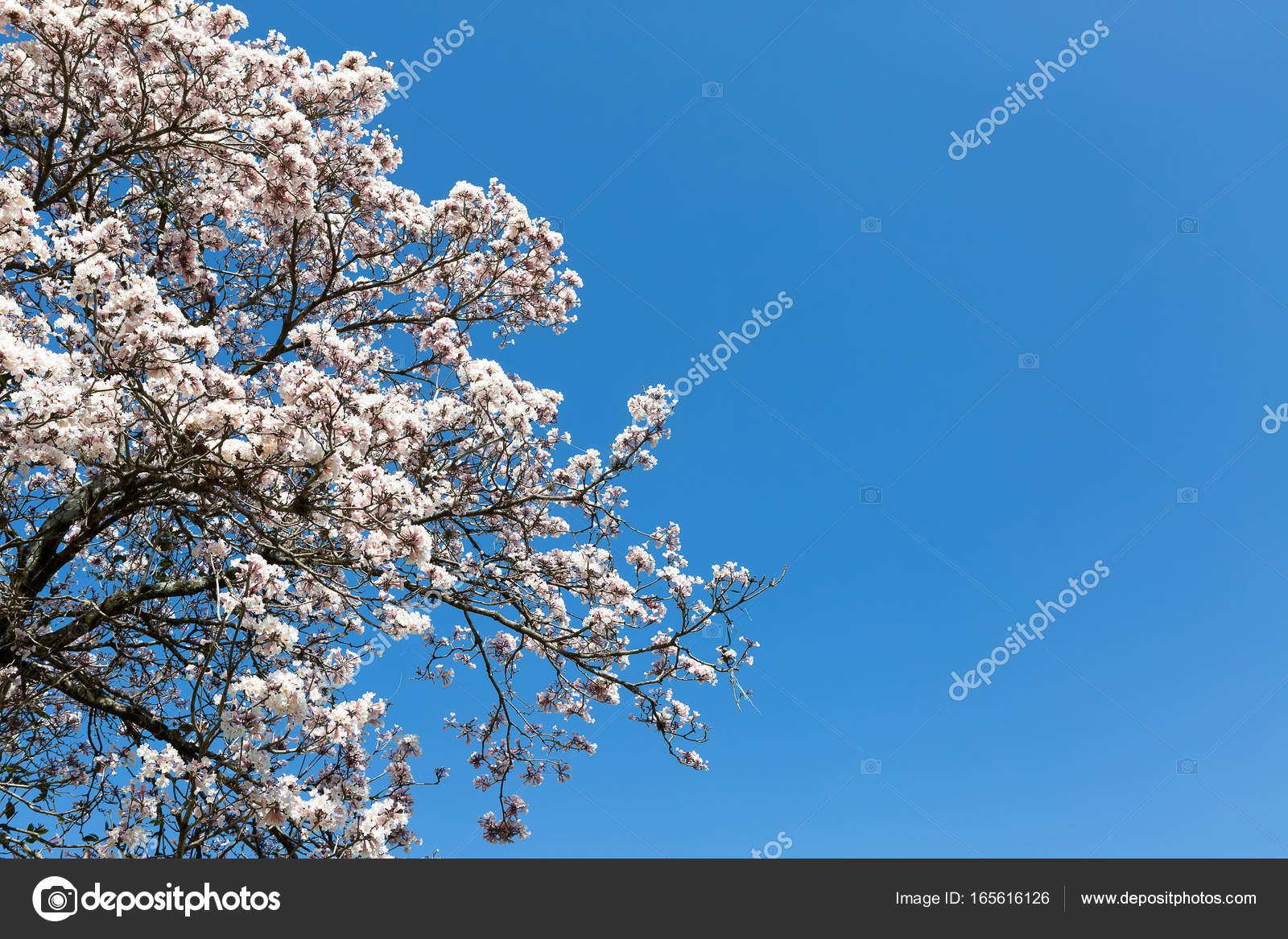 Fotos de Ipê branco, Imagens de Ipê branco sem royalties | Depositphotos