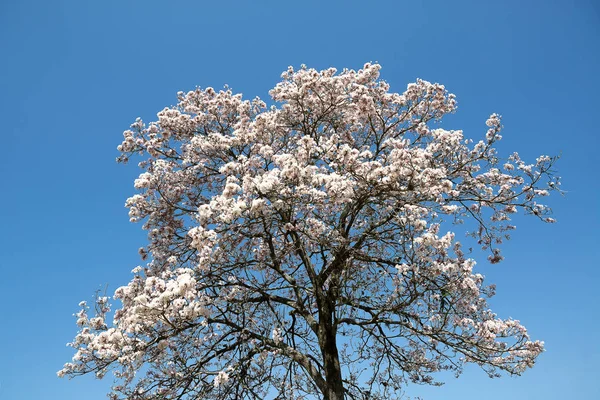 Tabebuia ロゼオ-アルバ、白 Ipe — ストック写真