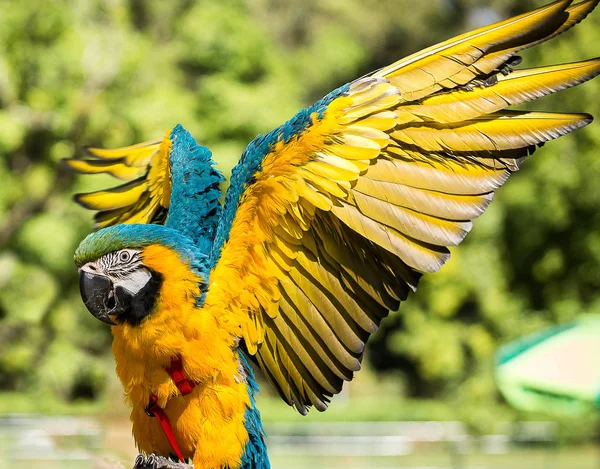 Brazilian Macaw spreading its wings — Stock Photo, Image