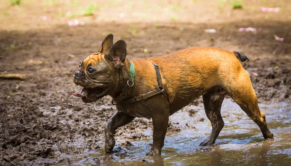 Muddy French Bulldog — Stock Photo, Image