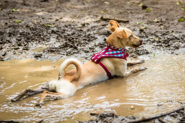 Un chucho descansando. — Foto de Stock