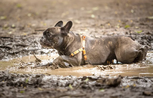 Bulldog francês em uma poça de lama — Fotografia de Stock