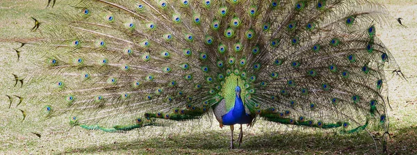 Peacock öppna sin svans — Stockfoto
