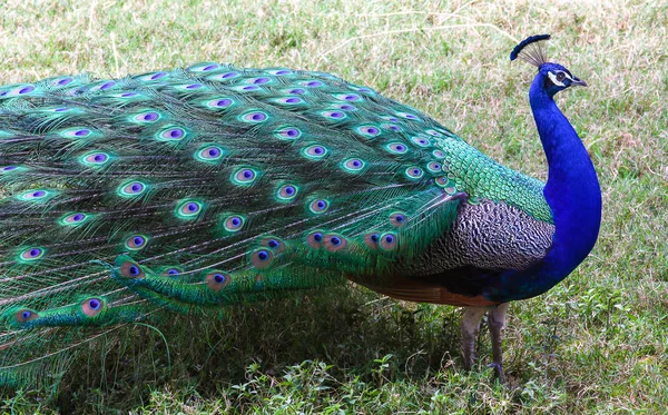 A large exotic bird — Stock Photo, Image