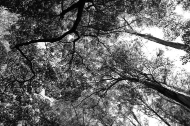 Ağaç seviyesinde, atışa siyah beyaz