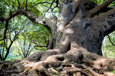 Ficus, incir ağacı