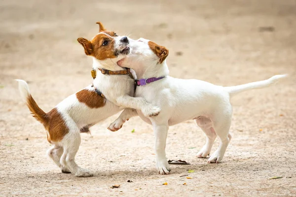 Beberapa Jack Russel Terrier bermain — Stok Foto