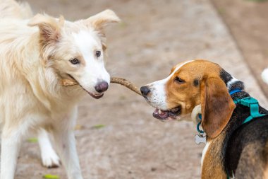 Çubuk için bir köpek yavrusuyla yarışan bir av köpeği.